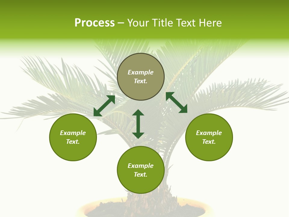 A Palm Tree With A White Background PowerPoint Template