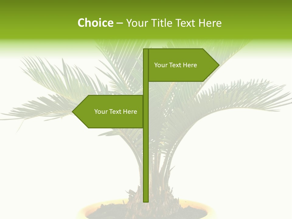 A Palm Tree With A White Background PowerPoint Template