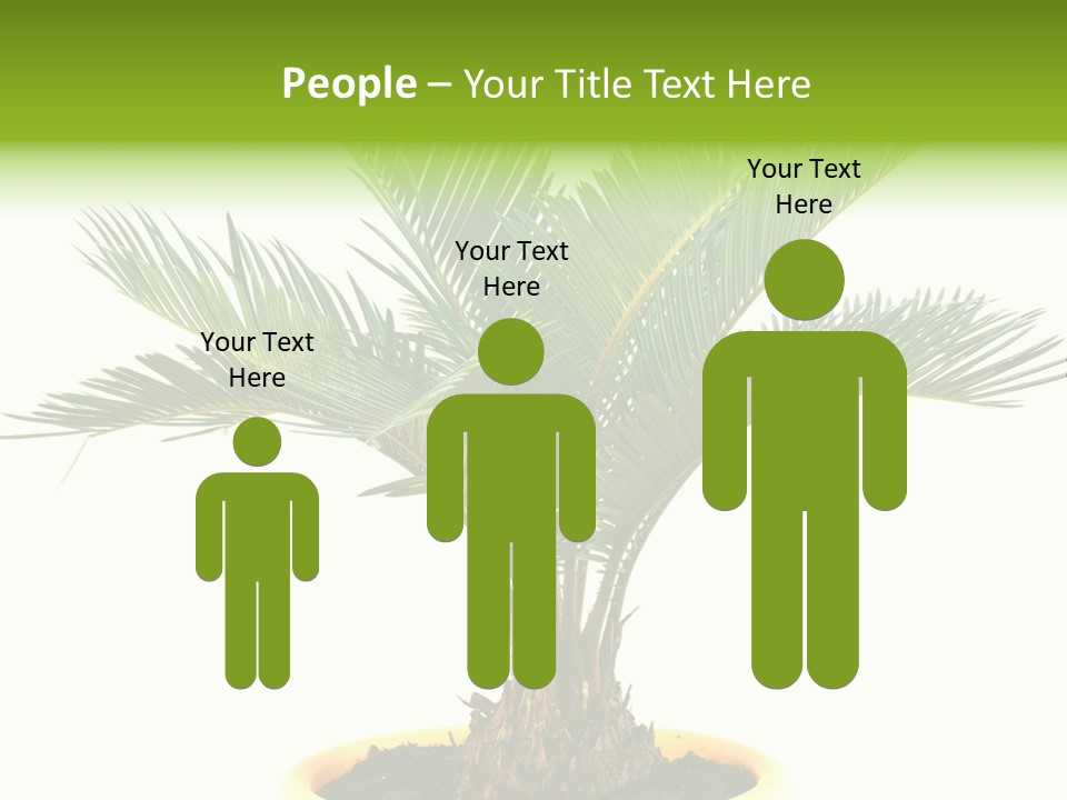 A Palm Tree With A White Background PowerPoint Template