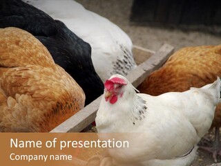 Fauna Fertility Agriculture PowerPoint Template