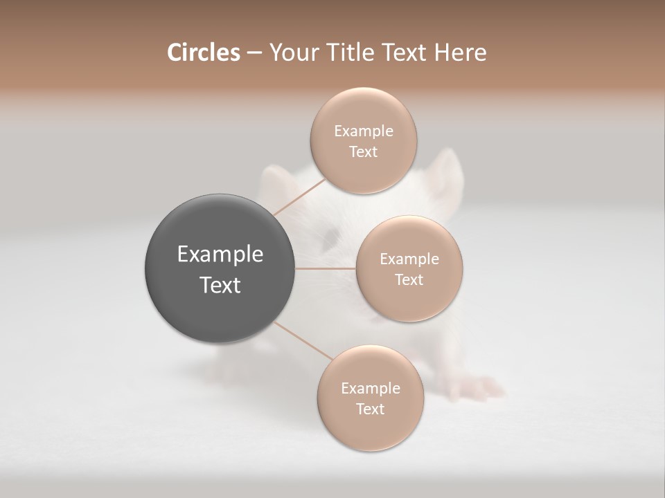 Test Healthcare Drug PowerPoint Template