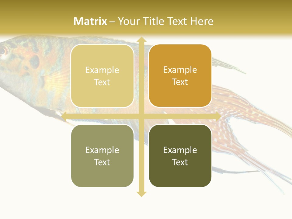 Macropodus Tropical Isolated PowerPoint Template