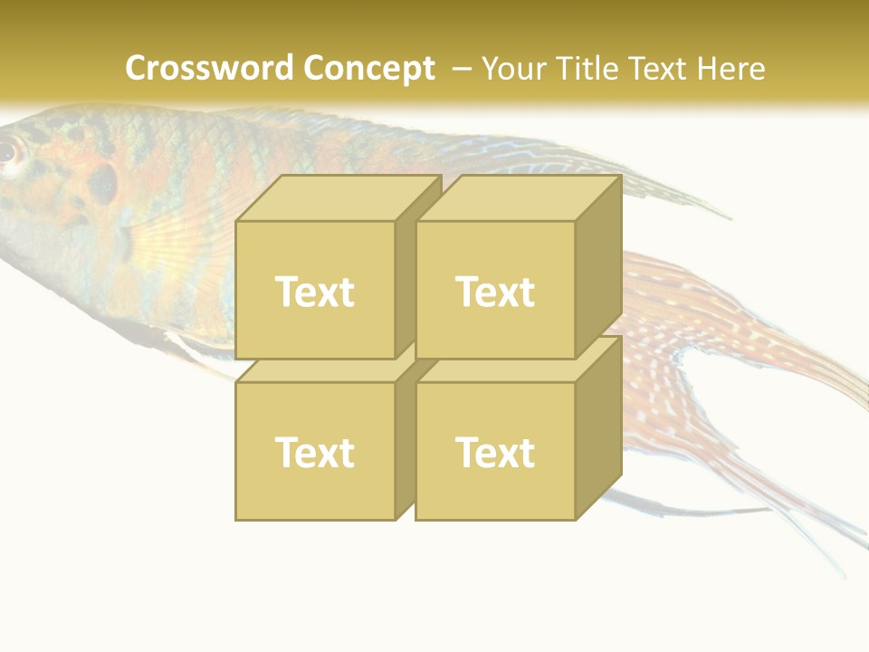 Macropodus Tropical Isolated PowerPoint Template