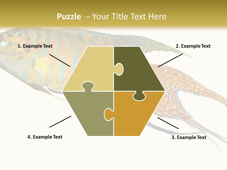 Macropodus Tropical Isolated PowerPoint Template