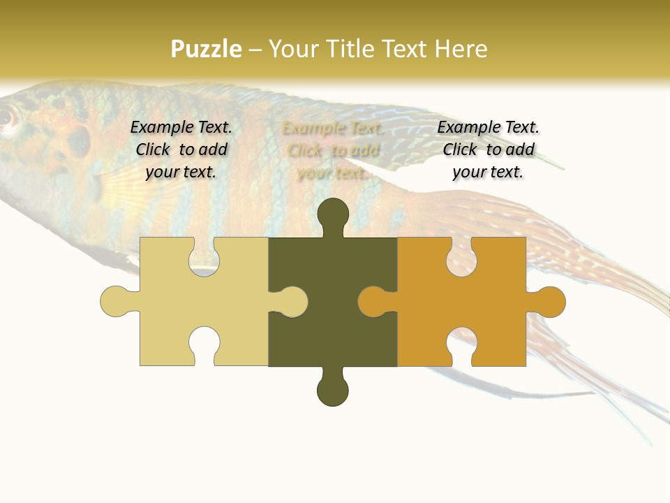 Macropodus Tropical Isolated PowerPoint Template