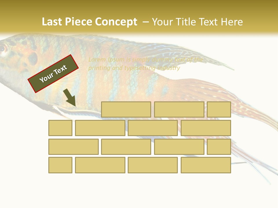 Macropodus Tropical Isolated PowerPoint Template