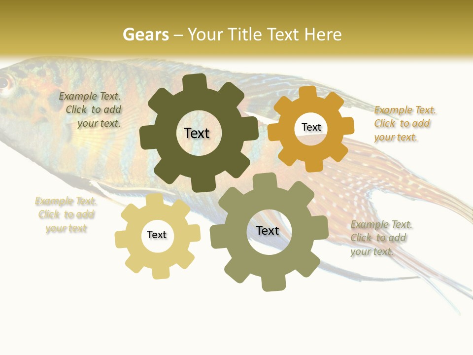 Macropodus Tropical Isolated PowerPoint Template