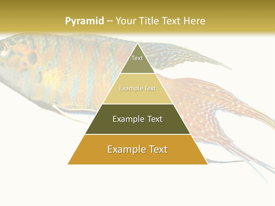 Macropodus Tropical Isolated PowerPoint Template