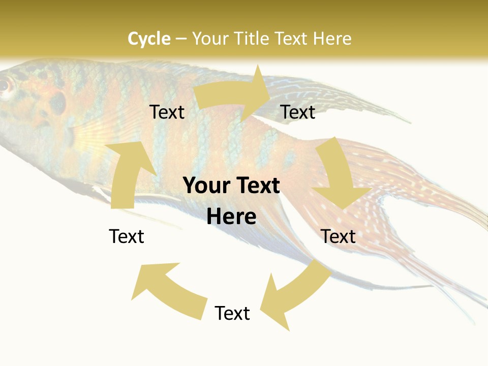 Macropodus Tropical Isolated PowerPoint Template