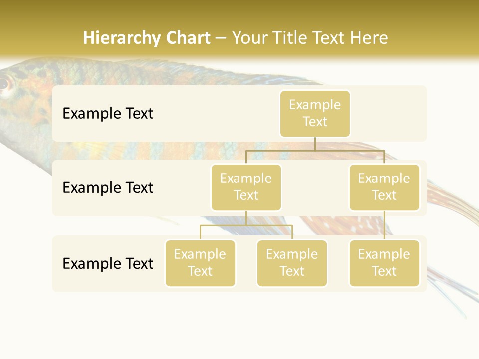 Macropodus Tropical Isolated PowerPoint Template