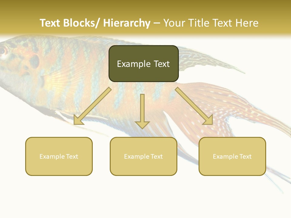 Macropodus Tropical Isolated PowerPoint Template