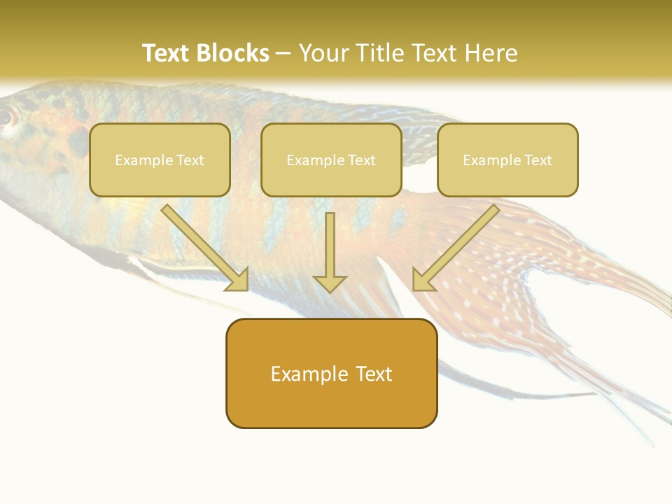Macropodus Tropical Isolated PowerPoint Template
