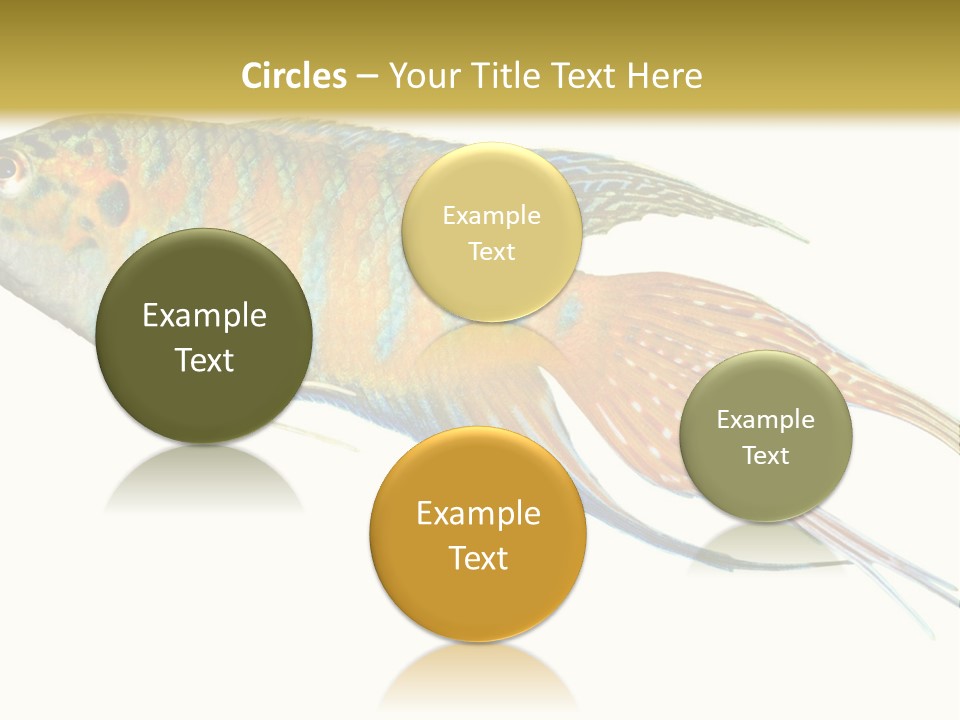 Macropodus Tropical Isolated PowerPoint Template