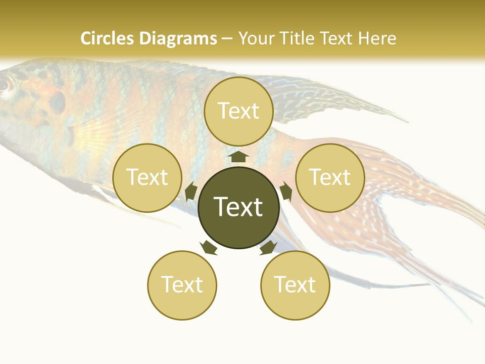 Macropodus Tropical Isolated PowerPoint Template