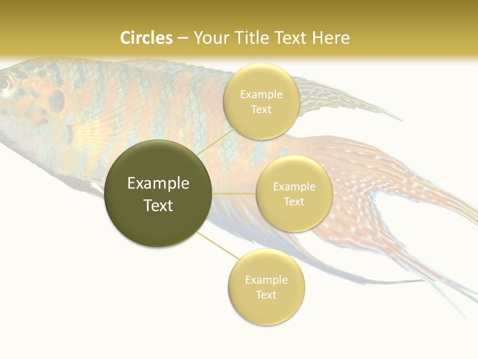 Macropodus Tropical Isolated PowerPoint Template