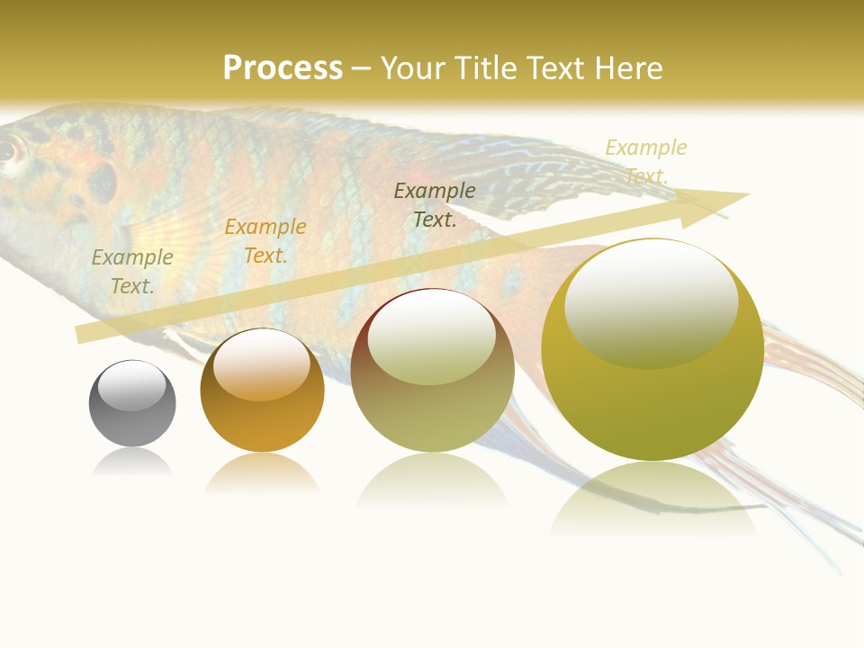 Macropodus Tropical Isolated PowerPoint Template