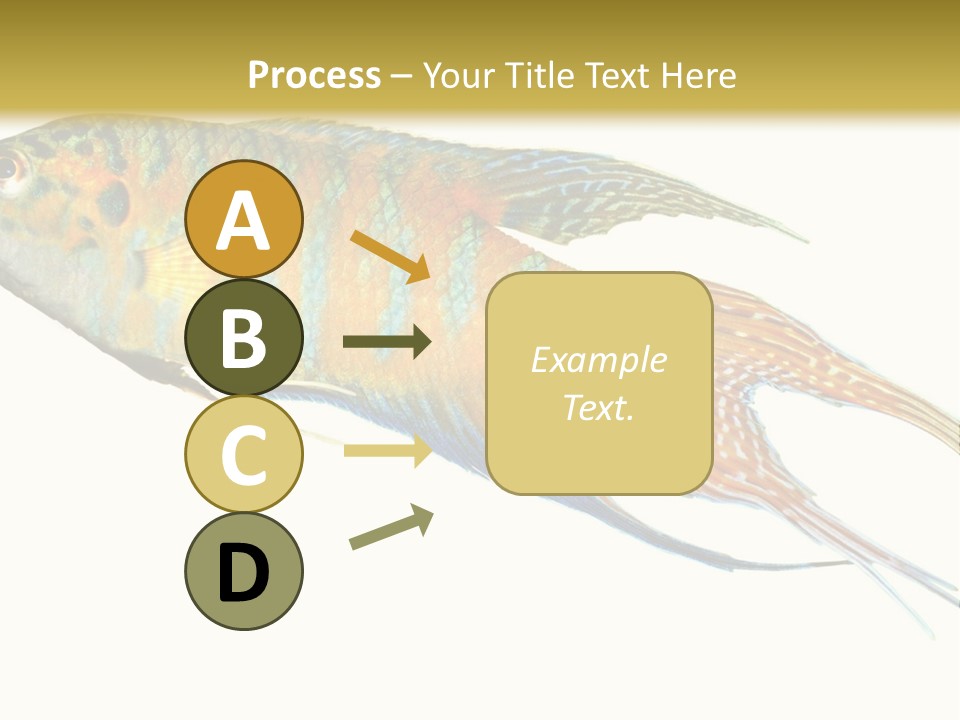 Macropodus Tropical Isolated PowerPoint Template