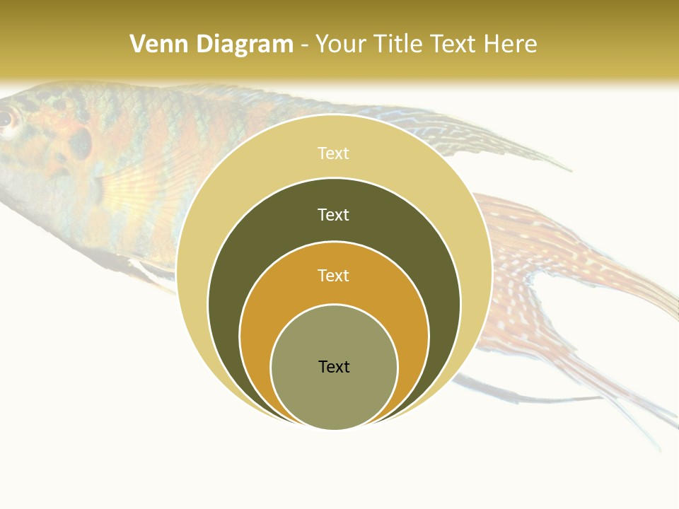 Macropodus Tropical Isolated PowerPoint Template