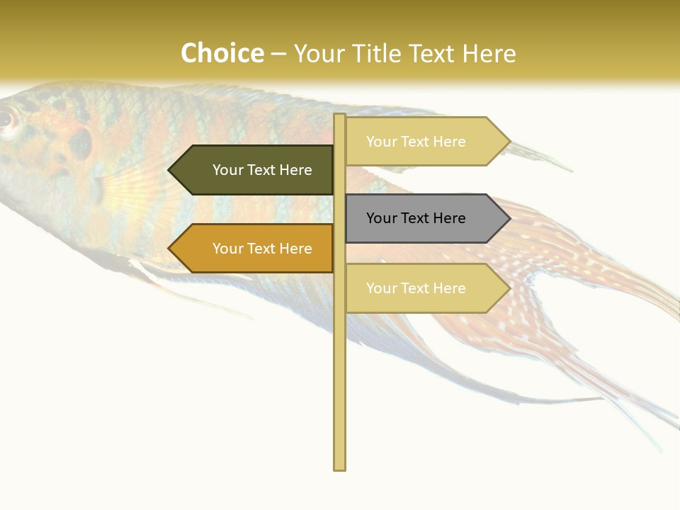 Macropodus Tropical Isolated PowerPoint Template