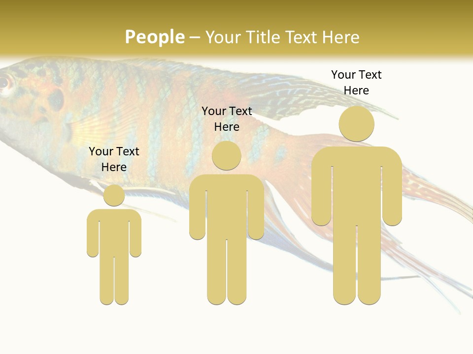 Macropodus Tropical Isolated PowerPoint Template