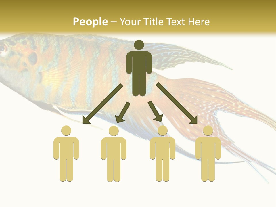 Macropodus Tropical Isolated PowerPoint Template