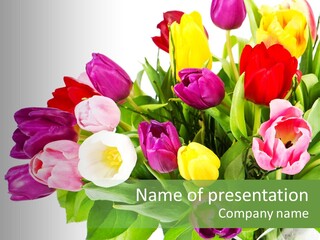 Foliage Plant Bouquet PowerPoint Template