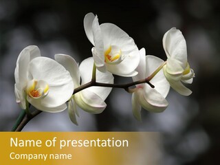 White Exotic Ornate PowerPoint Template