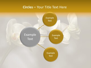 White Exotic Ornate PowerPoint Template