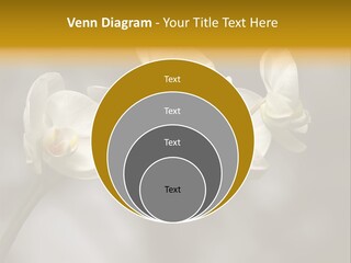 White Exotic Ornate PowerPoint Template