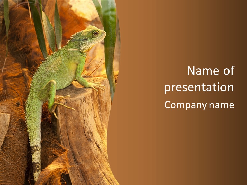 Portrait Reptile Looking PowerPoint Template