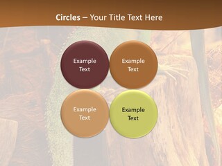 Portrait Reptile Looking PowerPoint Template