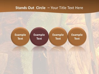 Portrait Reptile Looking PowerPoint Template