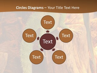 Portrait Reptile Looking PowerPoint Template