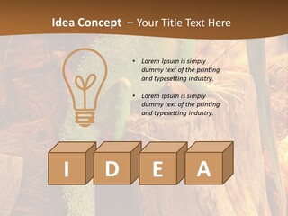 Portrait Reptile Looking PowerPoint Template