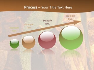 Portrait Reptile Looking PowerPoint Template