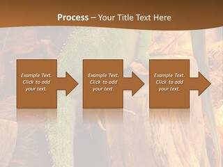 Portrait Reptile Looking PowerPoint Template