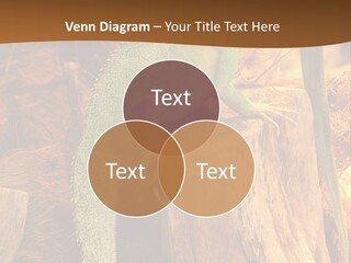 Portrait Reptile Looking PowerPoint Template