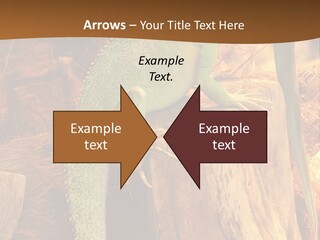 Portrait Reptile Looking PowerPoint Template