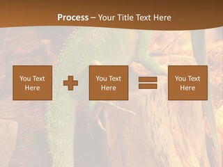 Portrait Reptile Looking PowerPoint Template