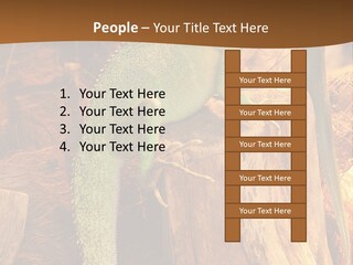 Portrait Reptile Looking PowerPoint Template