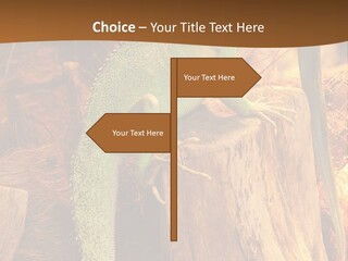 Portrait Reptile Looking PowerPoint Template