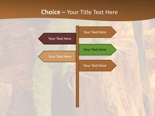 Portrait Reptile Looking PowerPoint Template