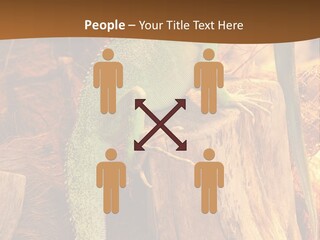 Portrait Reptile Looking PowerPoint Template