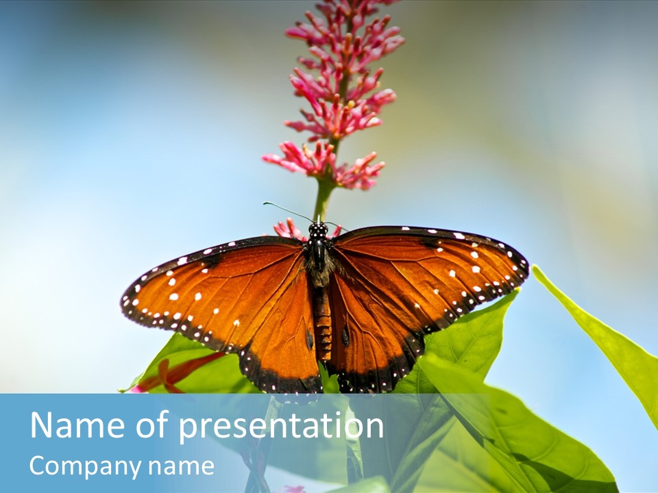 Queen Antenna Phipps PowerPoint Template