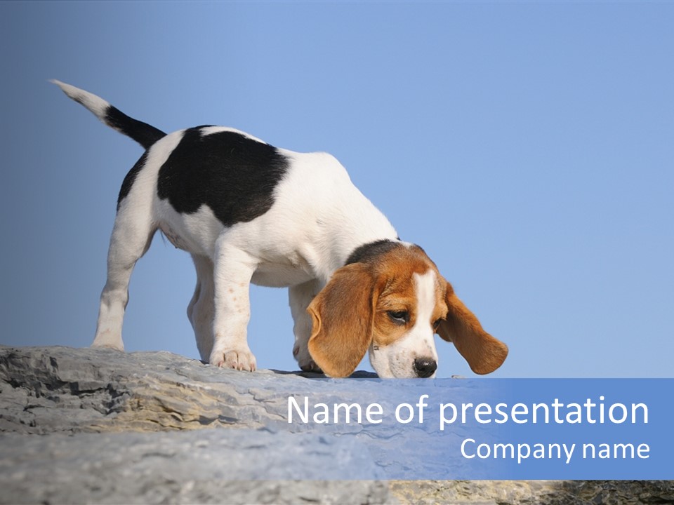 Dog Background Title PowerPoint Template