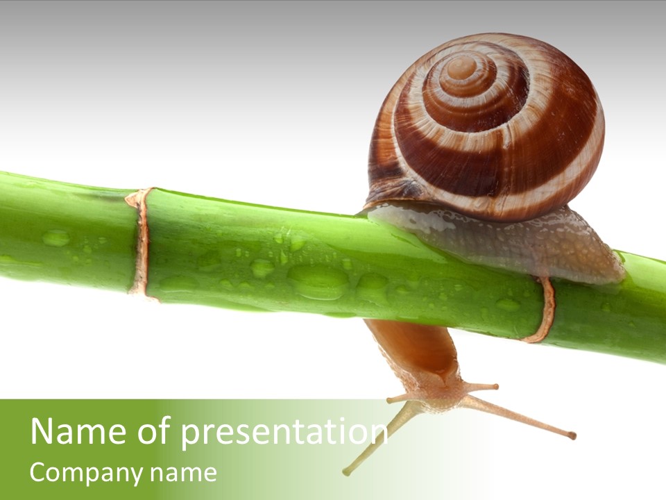 Snail Slowness Shell PowerPoint Template