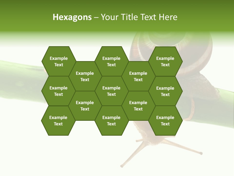 Snail Slowness Shell PowerPoint Template