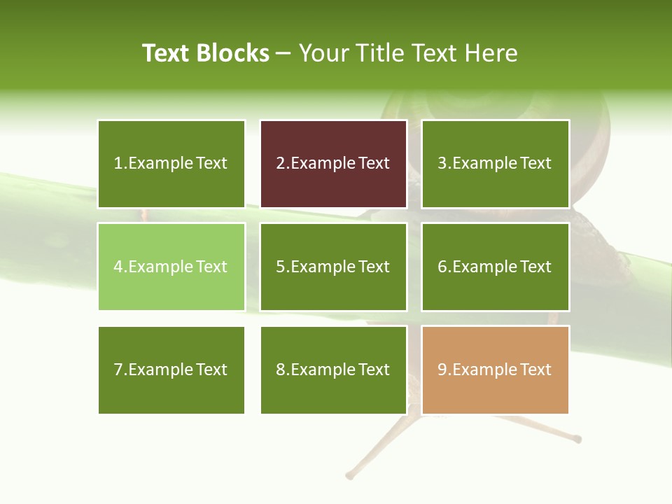 Snail Slowness Shell PowerPoint Template