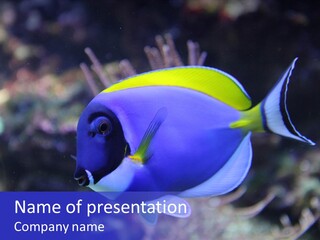 A Blue And Yellow Fish On A Coral Powerpoint Template PowerPoint Template