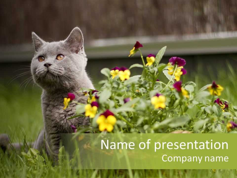 Mammal British Shorthair Studio PowerPoint Template